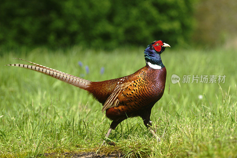 雄性野鸡（Phasianus colchicus）